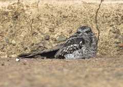 Hydropsalis climacocerca