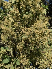 Montanoa quadrangularis