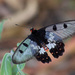 Gran Mariposa Grasienta - Photo (c) Erland Refling Nielsen, algunos derechos reservados (CC BY-NC)