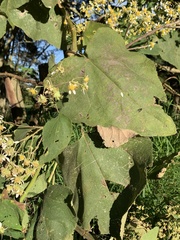 Montanoa quadrangularis