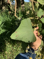 Montanoa quadrangularis