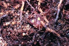 Discocyrtanus oliverioi