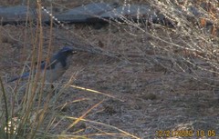 Aphelocoma woodhouseii