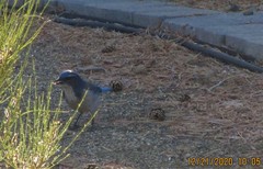 Aphelocoma woodhouseii