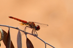 Aethriamanta circumsignata