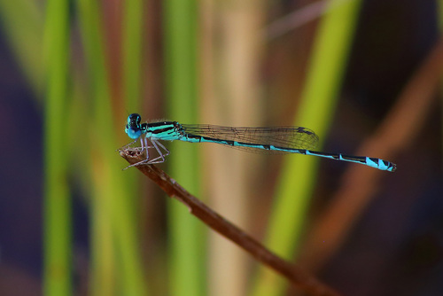Austroagrion exclamationis Campion, 1915