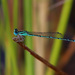 Austroagrion exclamationis - Photo (c) Erland Refling Nielsen,  זכויות יוצרים חלקיות (CC BY-NC)