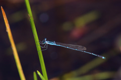 Indolestes insularis