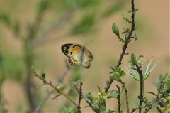 Colotis calais calais