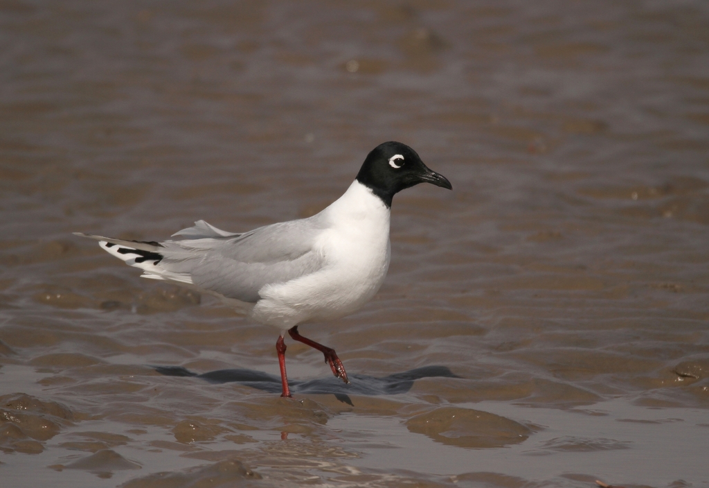 Saunders's Gull photo