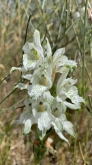 Chloraea multiflora