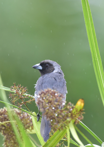 Black-faced Tanager (Schistochlamys melanopis), photo 9