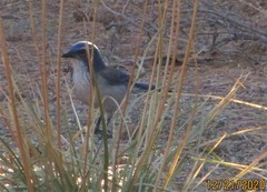 Aphelocoma woodhouseii