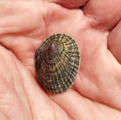 Siphonaria lessonii