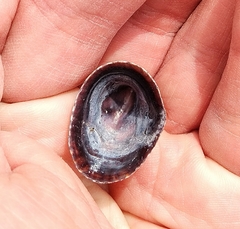 Siphonaria lessonii
