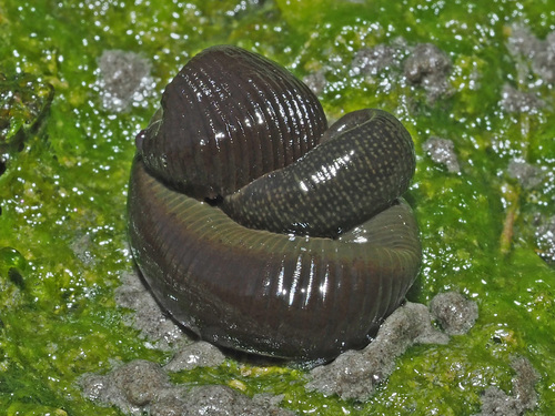Horse Leech, photo 6 of 8