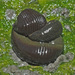 Horse Leech - Photo (c) Felix Riegel, some rights reserved (CC BY-NC), uploaded by Felix Riegel