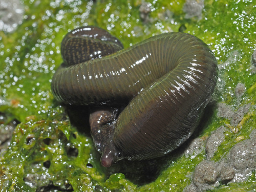Horse Leech, photo 5 of 8