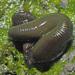Haemopis sanguisuga - Photo (c) Felix Riegel,  זכויות יוצרים חלקיות (CC BY-NC), הועלה על ידי Felix Riegel