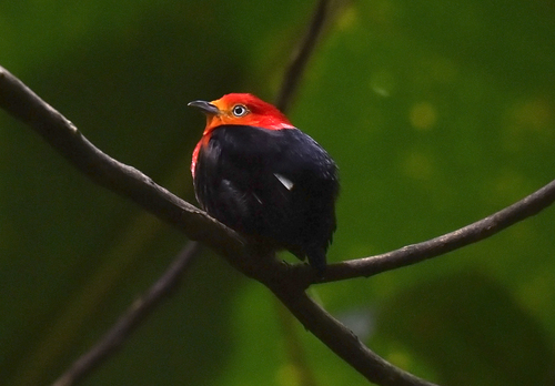 Crimson-hooded Manakin (Pipra aureola), photo 6