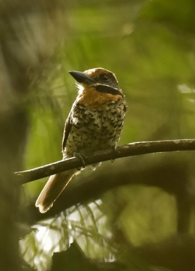 Spotted Puffbird illustration