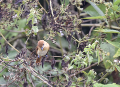 Pachyramphus rufus