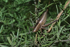 Belocephalus