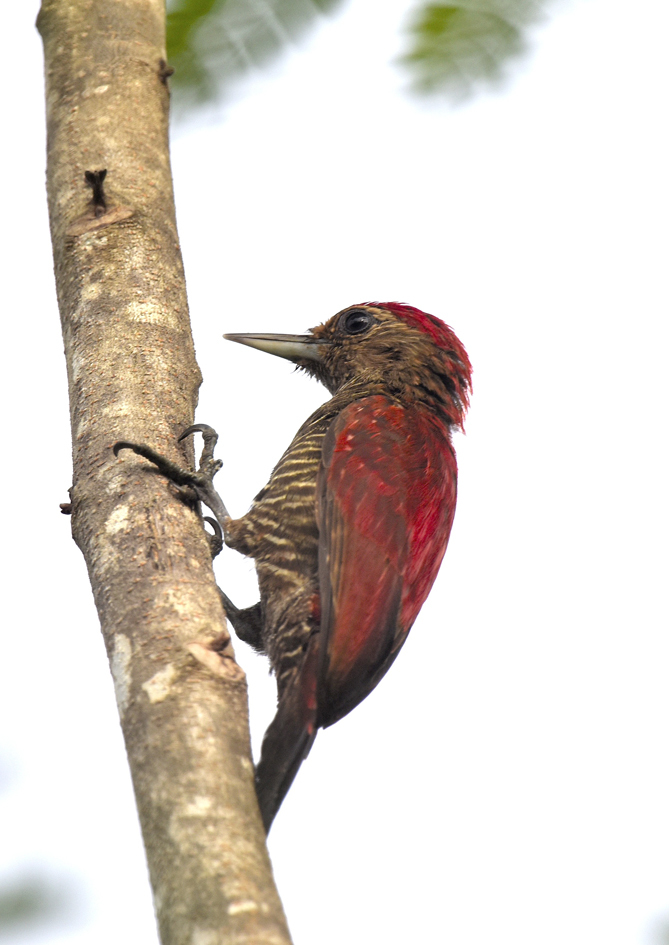 Blood-colored Woodpecker (Veniliornis sanguineus), photo 8