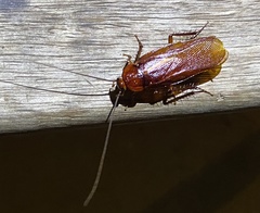 Pseudoderopeltis