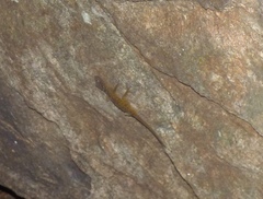 Calodactylodes aureus