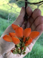 Erythrina edulis