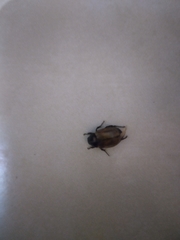 Coleoptera