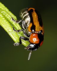 Peploptera