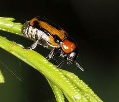 Peploptera