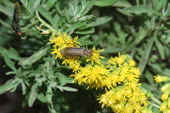 Epicauta heterodera