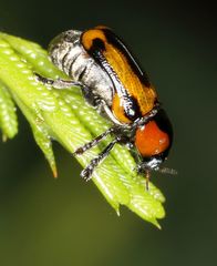 Peploptera