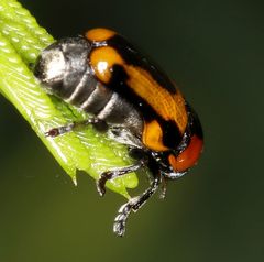 Peploptera