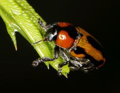 Peploptera