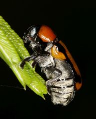 Peploptera