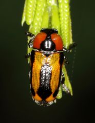 Peploptera
