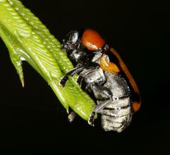 Peploptera