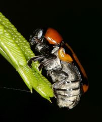 Peploptera