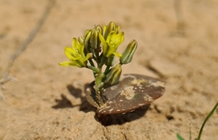 Eriospermum corymbosum