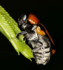 Peploptera