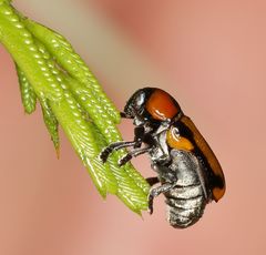 Peploptera