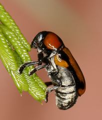 Peploptera