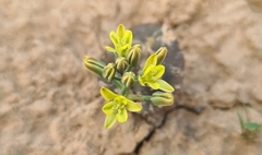 Eriospermum corymbosum