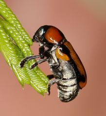 Peploptera