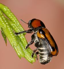 Peploptera