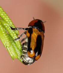 Peploptera